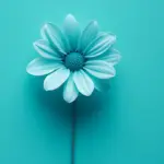 blue flower is blue background